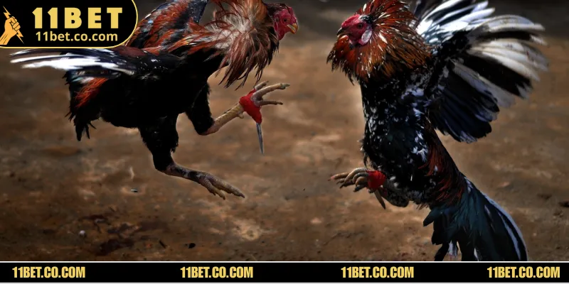 Giới thiệu về thể thức thi đấu trong đá gà Thomo