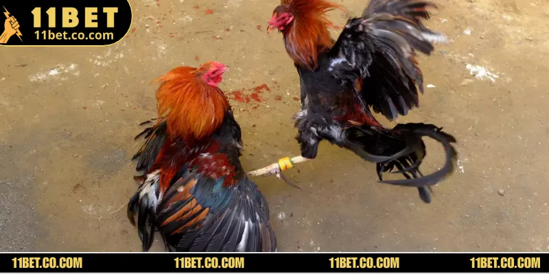 Đá Gà Campuchia - Trải Nghiệm Đấu Trường Siêu Kịch Tính Hình thức thi chọi kê cựa sắt kịch tính không kém cựa dao