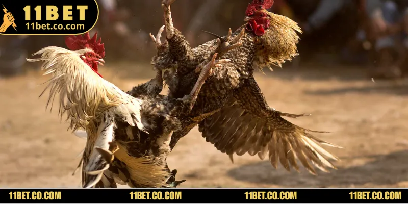 Quy tắc phân định thắng thua của một trận đấu giữa các chiến kê Campuchia 