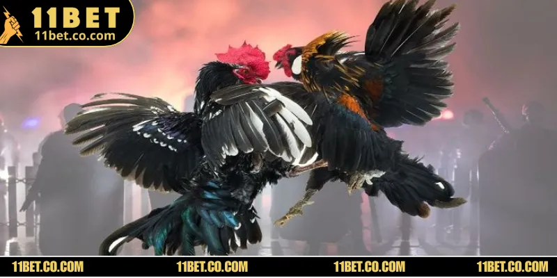 Tất tần tật các trò cược kê hấp dẫn có mặt tại sòng bạc trực tuyến